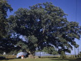 Buy Tourists are Dwarfed by Large, Old Oak Tree at AllPosters.com