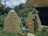 Buy Men and Women Work Together to Stack Firewood in Cone-Shaped Piles at AllPosters.com