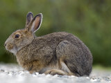 Snowshoe Hare (Lepus Americanus) in its Summer Coat on Gravel