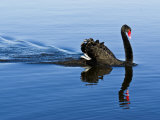 Proud and Elegant Black Swan Parades across an Inlet at Dawn
