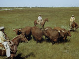 Buy Rancher and Cowboys Inspect Grass-Fattened Steers at AllPosters.com