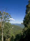Mountains Covered in Dense Eucalyptus Forests Roll into the Distance