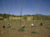 Buy Field Hands Prune and Train Hop Vines in String Trellises at AllPosters.com