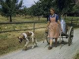 Buy Dog Helps a Woman to Pull a Wheelbarrow Loaded with Milk Containers at AllPosters.com