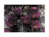 Close-up of Brilliant Strawberry Cactus Blossoms