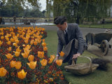 Buy Gardener Works on a Bed of Wallflowers and Tulips at AllPosters.com