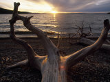 Buy Driftwood Along the Shoreline of Yellowstone Lake at AllPosters.com