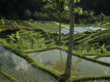 Buy Areca Palms Grow Between Watery Terraced Rice Paddies at AllPosters.com