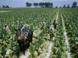 Buy Field Hands Harvest Lower Tobacco Leaves First at AllPosters.com