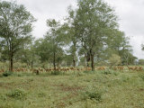 Buy Large Herd of Impalas Trots across the Veld at AllPosters.com