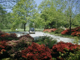 Buy Car Travels Down Azalea-Lined Driveway of a Government Facility at AllPosters.com