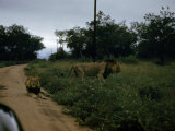 Buy Lion Walks into the Veld as Another Lies on a Dirt Road at AllPosters.com