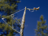 Ojibway Trap Uses String to Ensnare Birds Alighting on Baited Twig