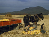 Buy Farmer and Sons Husk Corn in Field, Harnessed Horses Stand by Cart at AllPosters.com