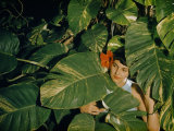Buy Woman Stands Engulfed by Huge Pothos Leaves at AllPosters.com