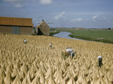 Buy Laborers Work in a Field of Drying Flax at AllPosters.com