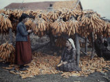 Buy Turkish Refugees Dry Corn Near Site of Pella in the Macedonian Plain at AllPosters.com