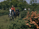Buy Tourists Ride Horses Past Blooming Azaleas at AllPosters.com