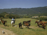 Buy Man Rides Through a Pasture Past a Small Herd of Horses at AllPosters.com