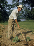 Buy Farmer Hoes a Plot of Tobacco Planted Near Ohio River at AllPosters.com