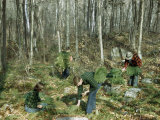 Buy Vermonters Pick Wild Ferns in Autumn to Sell to Florists at AllPosters.com