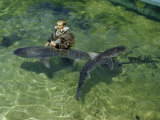 Buy Man Revives Comatose Tiger Shark by Moving Water across its Gills at AllPosters.com