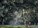 Buy Boys Linger in Dappled Shade Below Rows of Moss-Draped Oak Trees at AllPosters.com