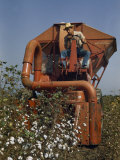 Buy Farmer Drives a Mechanical Picker Through a Cotton Field at AllPosters.com