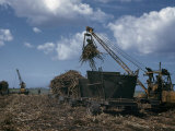 Buy Steel Claws on Crane Load Bunches of Sugar Cane into Tractor Wagons at AllPosters.com