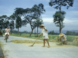 Buy Farmer Sweeps Rice on Cement Road, Letting Passing Traffic Thresh It at AllPosters.com