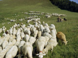 Buy Shepherd and His Dog Sit in a Pasture Watching a Flock of Sheep at AllPosters.com