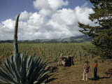 Tourists Watch a Farmer Driving a Tractor in a Vineyard