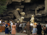 Buy Tourists Watch Captive Polar Bears in a Rocky Enclosure at a Zoo at AllPosters.com