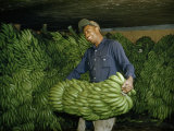 Buy Worker Unloads Stems of Green Bananas from Honduras at AllPosters.com