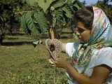 Buy Woman Wearing a Head Scarf Admires a Pelican Flower at AllPosters.com