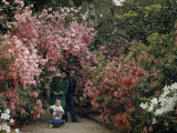 Buy People Stroll Through Tall Azalea Brushes Burdened with Blossoms at AllPosters.com