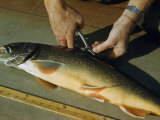 Buy Man Tags a Fin of a 23-Inch-Long Golden Trout at AllPosters.com