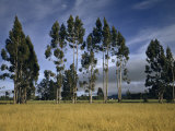 Buy Fog Bank Approaches a Line of Eucalyptus Trees in a Rural Valley at AllPosters.com