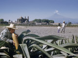Buy Boy Uses a Gourd as a Pipette to Collect Sap from a Maguey Plant at AllPosters.com