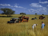 Buy Men with Harvesting Equipment Inspect Rhodes Grass for Pests at AllPosters.com