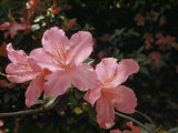 Close-up of Pink Azalea Blossoms