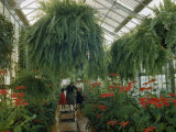 Buy Visitors Look at Poinsettias Blooming under Large Boston Ferns at AllPosters.com