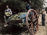Buy Men and Boys Gather around a Horse-Pulled Wagon Full of Cucumbers at AllPosters.com