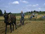 Buy Children Watch a Farmer and His Mule Cultivate a Tobacco Field at AllPosters.com