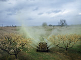 Buy Farmer Sprays Peach Orchard with Lime Sulphur to Prevent Brown Rot at AllPosters.com