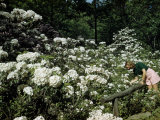 Buy Woman Bends to Inspect White Mountain Laurel Blossoms at AllPosters.com