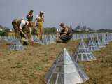 Buy Farmers Work Near Glass Pyramids Covering Vegetable Marrow Plants at AllPosters.com