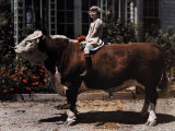 Buy Young Girl Sits on a Hereford in Pleasanton at AllPosters.com