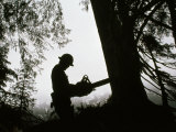 Buy Helmeted Logger Preparing to Fell a Tree with a Chainsaw at AllPosters.com