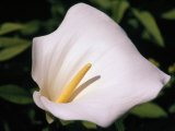 Buy Close View of a Calla Lily at AllPosters.com